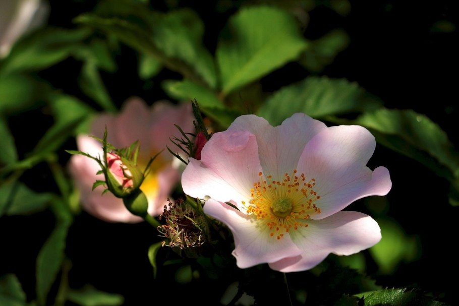 Шиповник иглистый