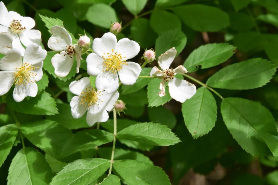 Rosa multiflora
