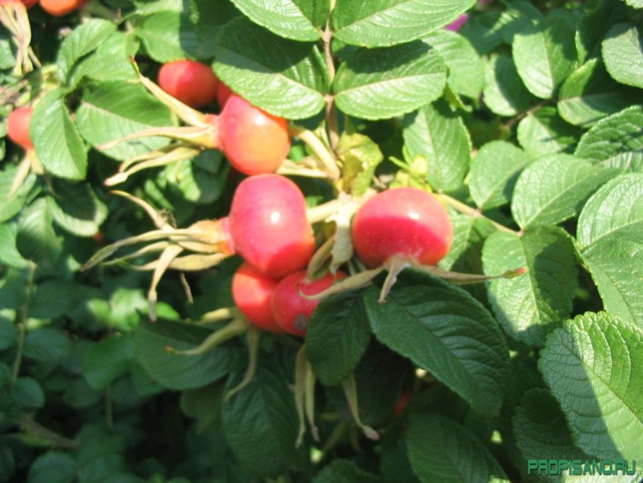 Шиповник Бриджеса ( Rosa bridgesii )