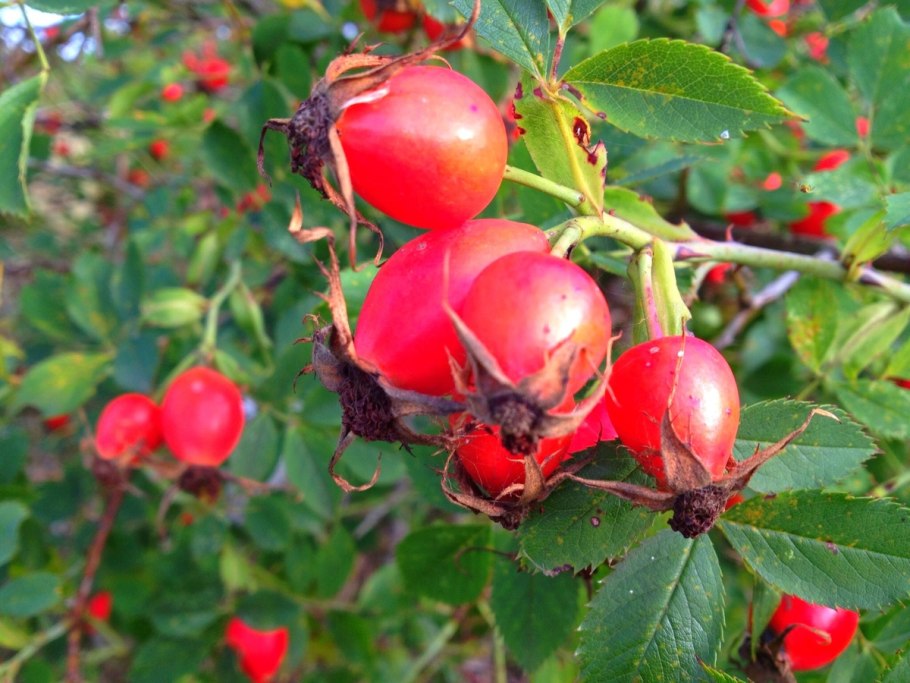 Шиповник дикий