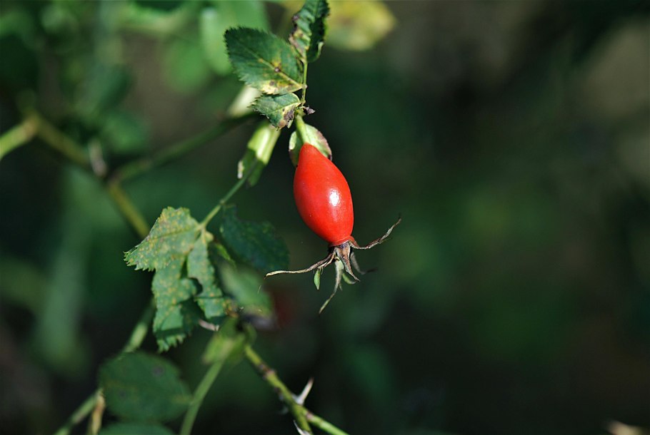 Шиповник иглистый плоды