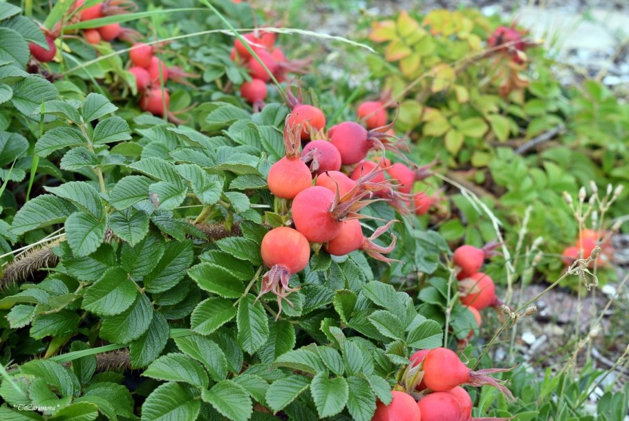 Шиповник горенский