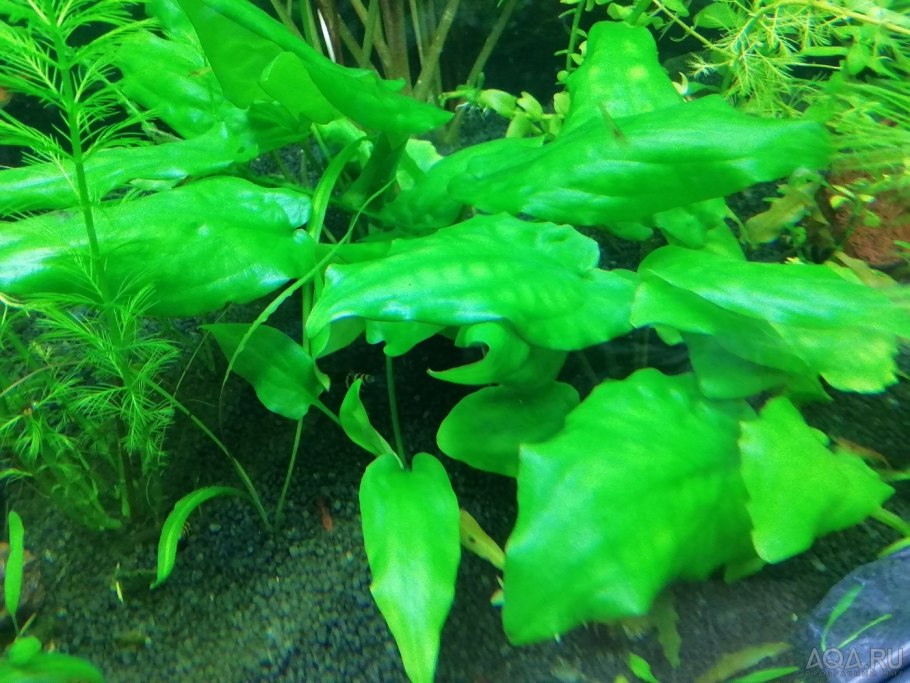 Криптокорина понтедериеволистная аквариумное растение