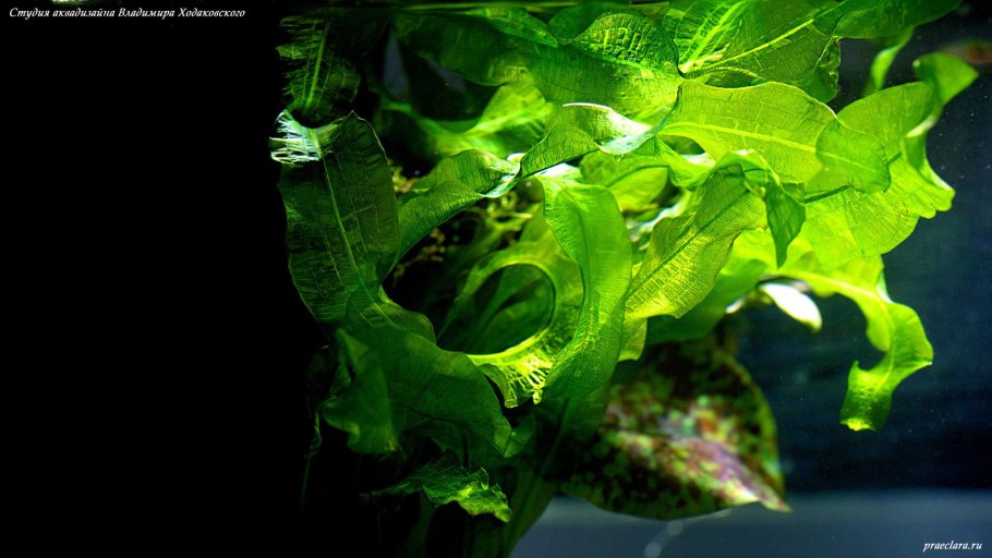 Криптокорина Вендта апоногетонолистная