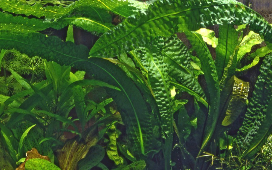 Криптокорина апоногетонолистная (Cryptocoryne aponogetifolia)