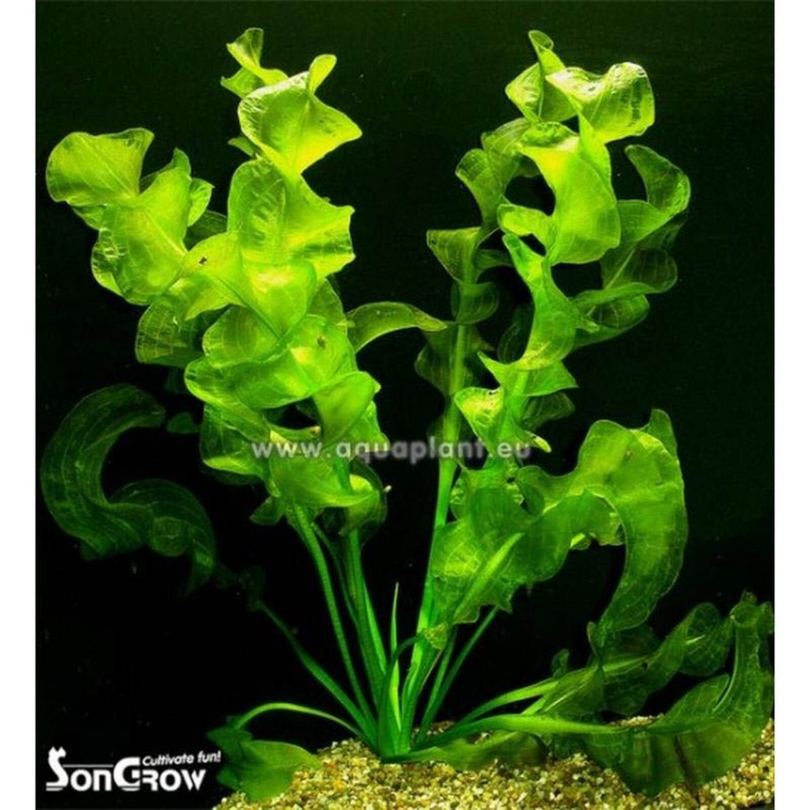 Апоногетон аквариумное растение