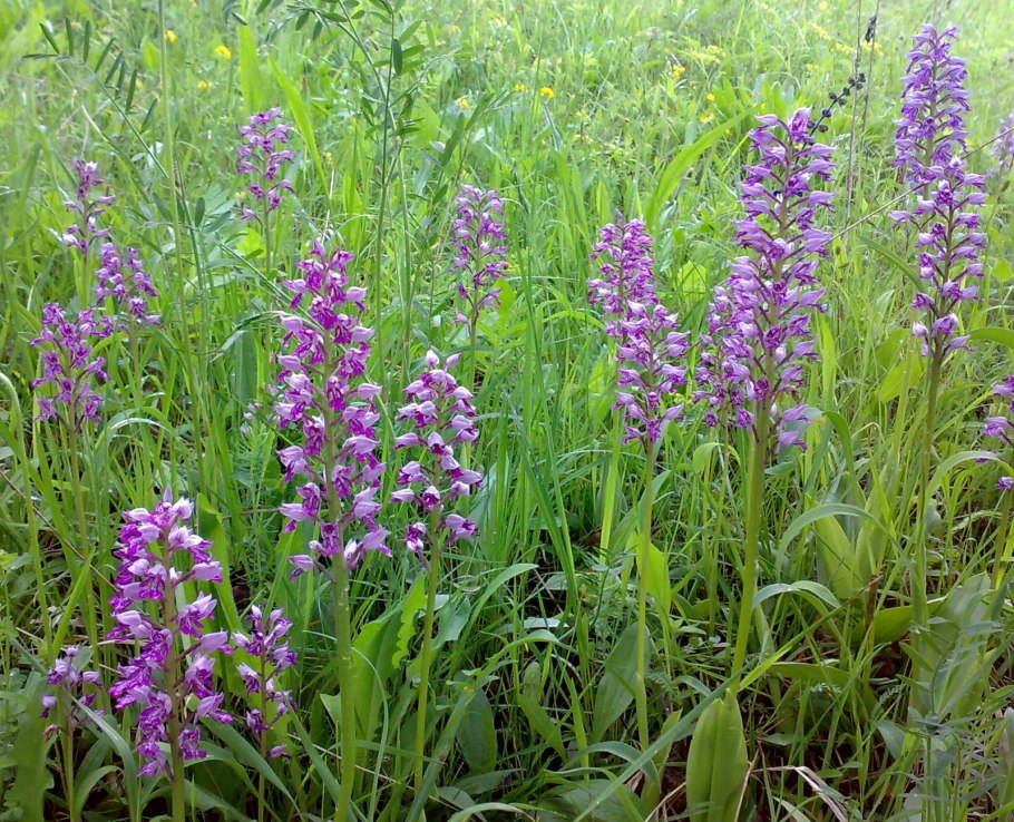 Ятрышник клопоносный