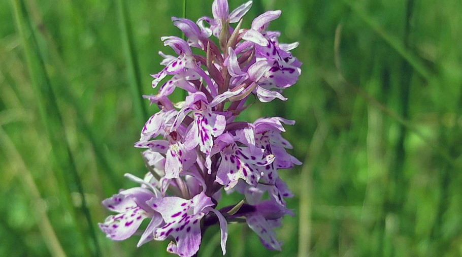 Цветок ятрышник шлемоносный