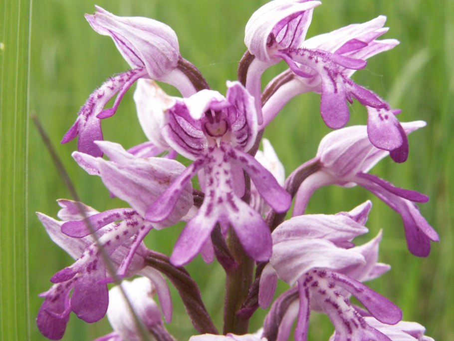 Ятрышник, Орхис (Orchis) cем. Орхидные растение цветок