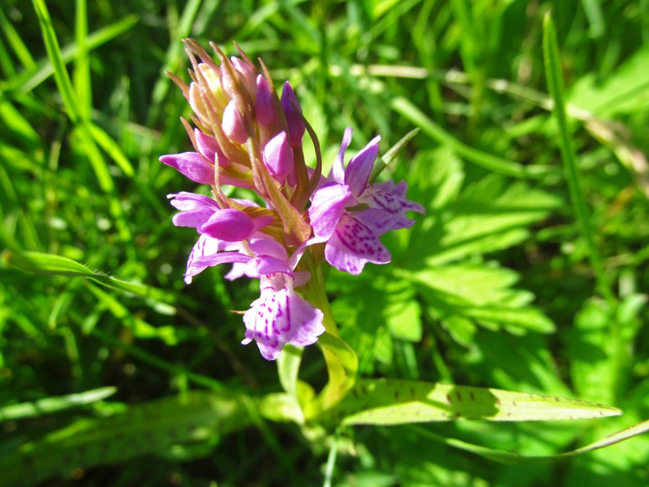 Ятрышник шлемоносный (Orchis militaris),