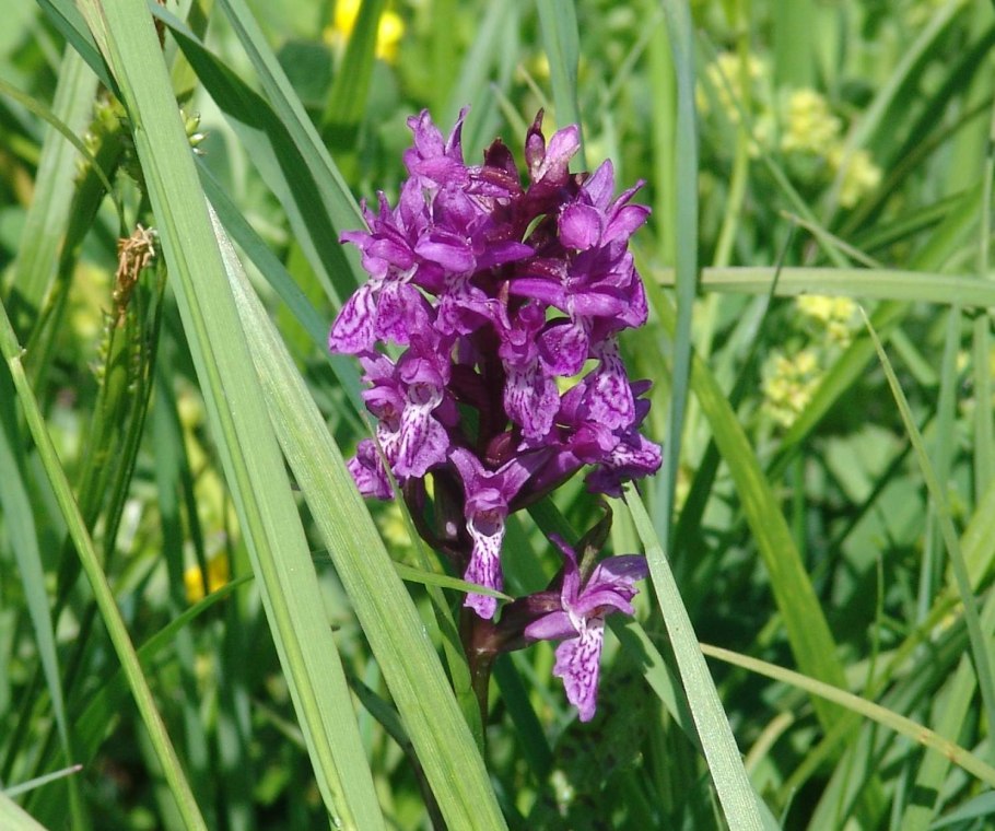 Северная Орхидея ятрышник