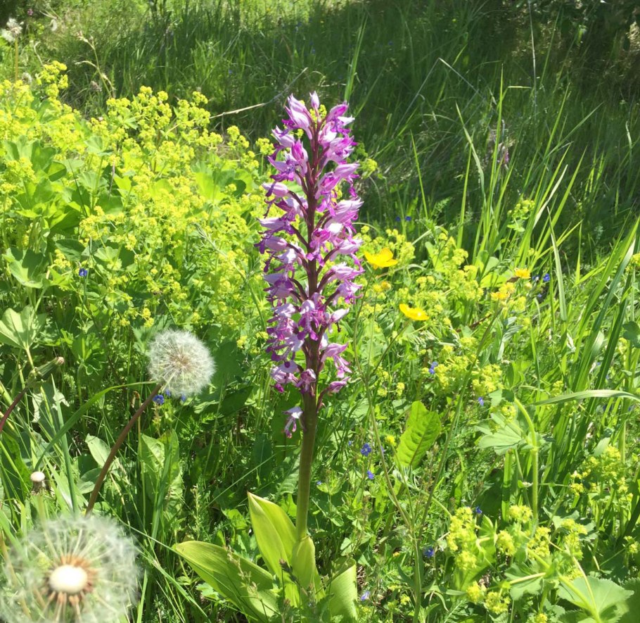 Ятрышник пятнистый