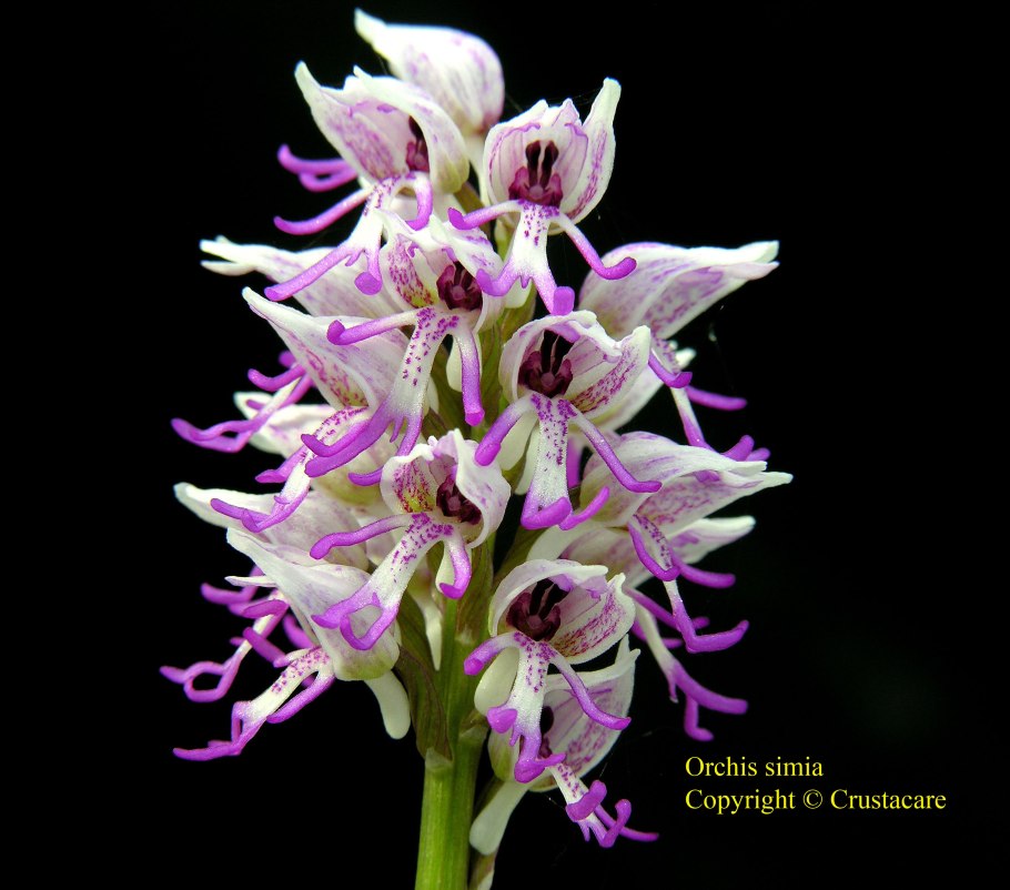 Ятрышник шлемоносный (Orchis militaris , 1753)