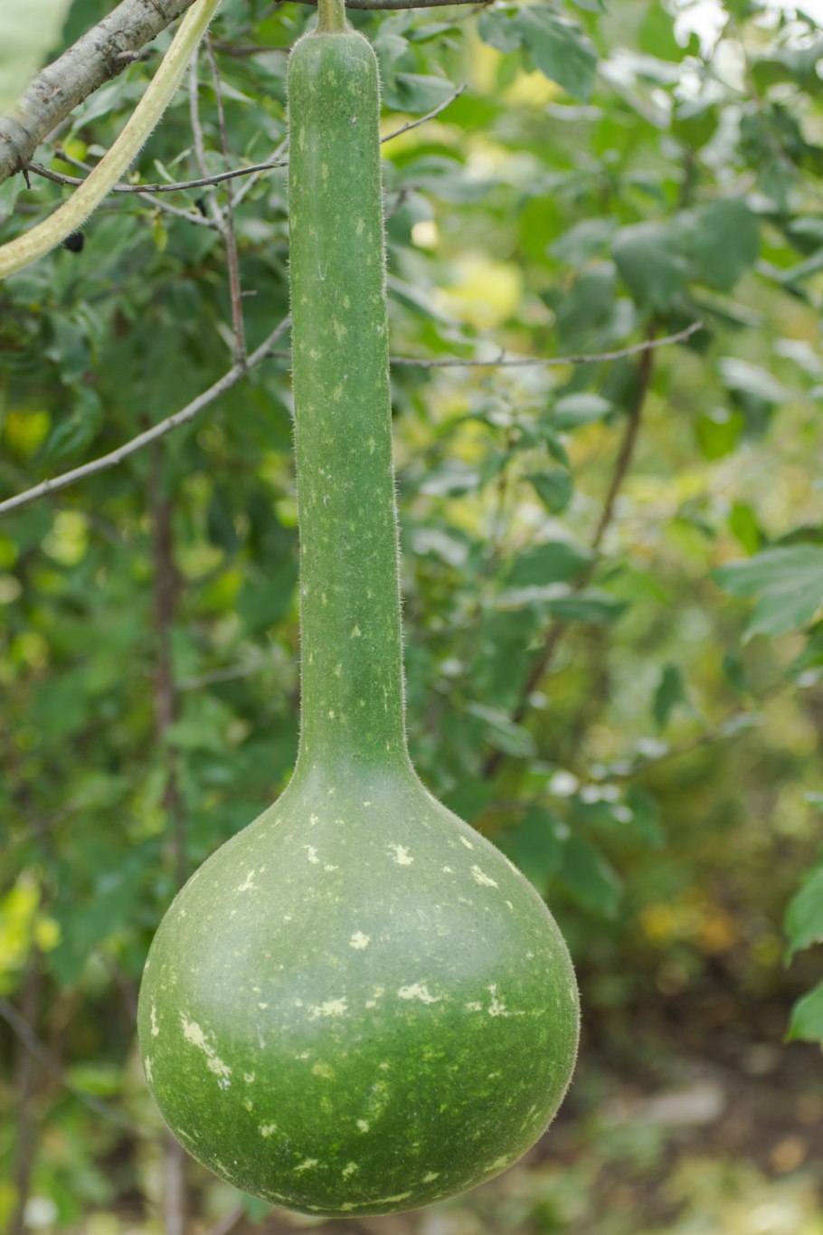 Гавриш лагенария Посудовидная