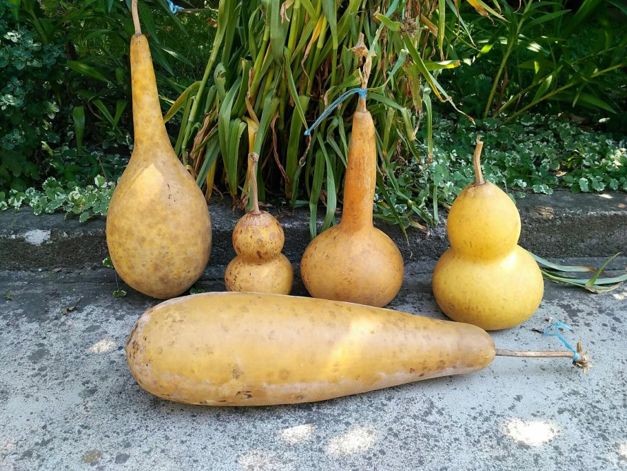 Лиана лагенария