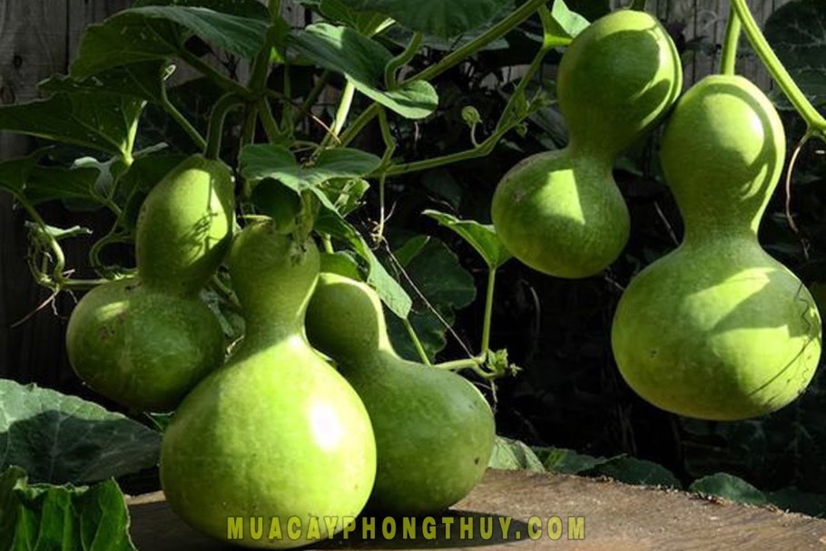 Декоративная тыква лагенария