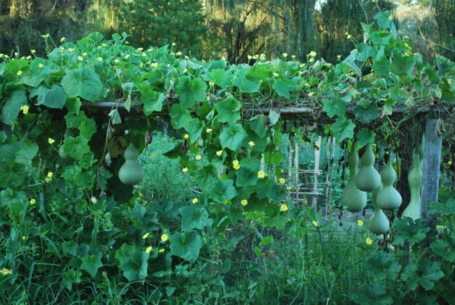 Лагенария обыкновенная