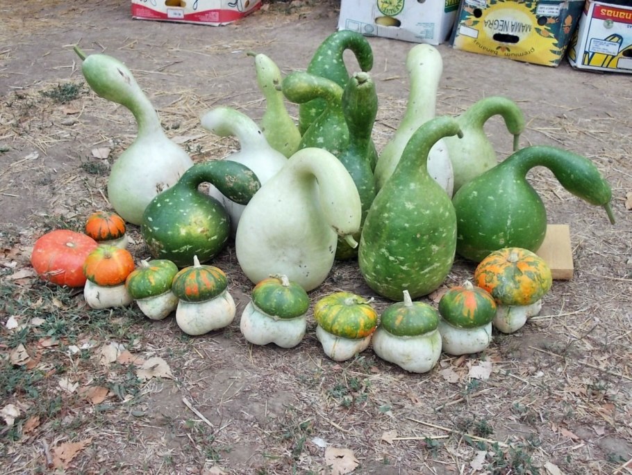 Лагенария Боттлс