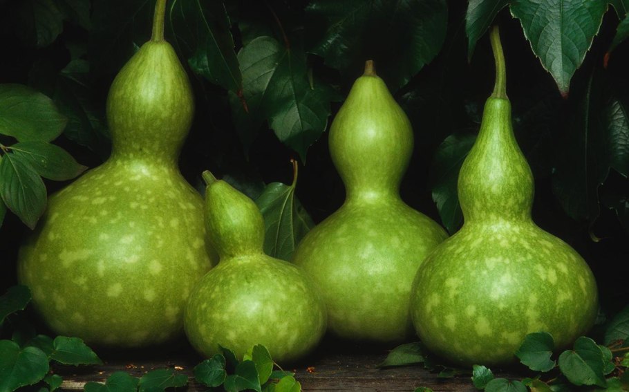 Лагенария Длинноплодная