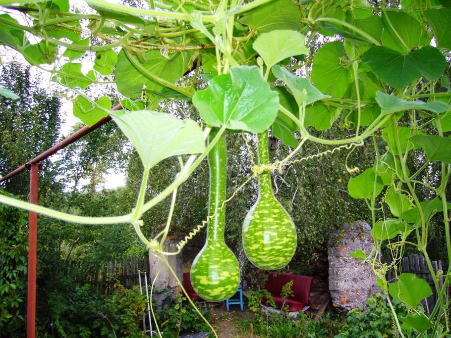 Лагенария Кобра