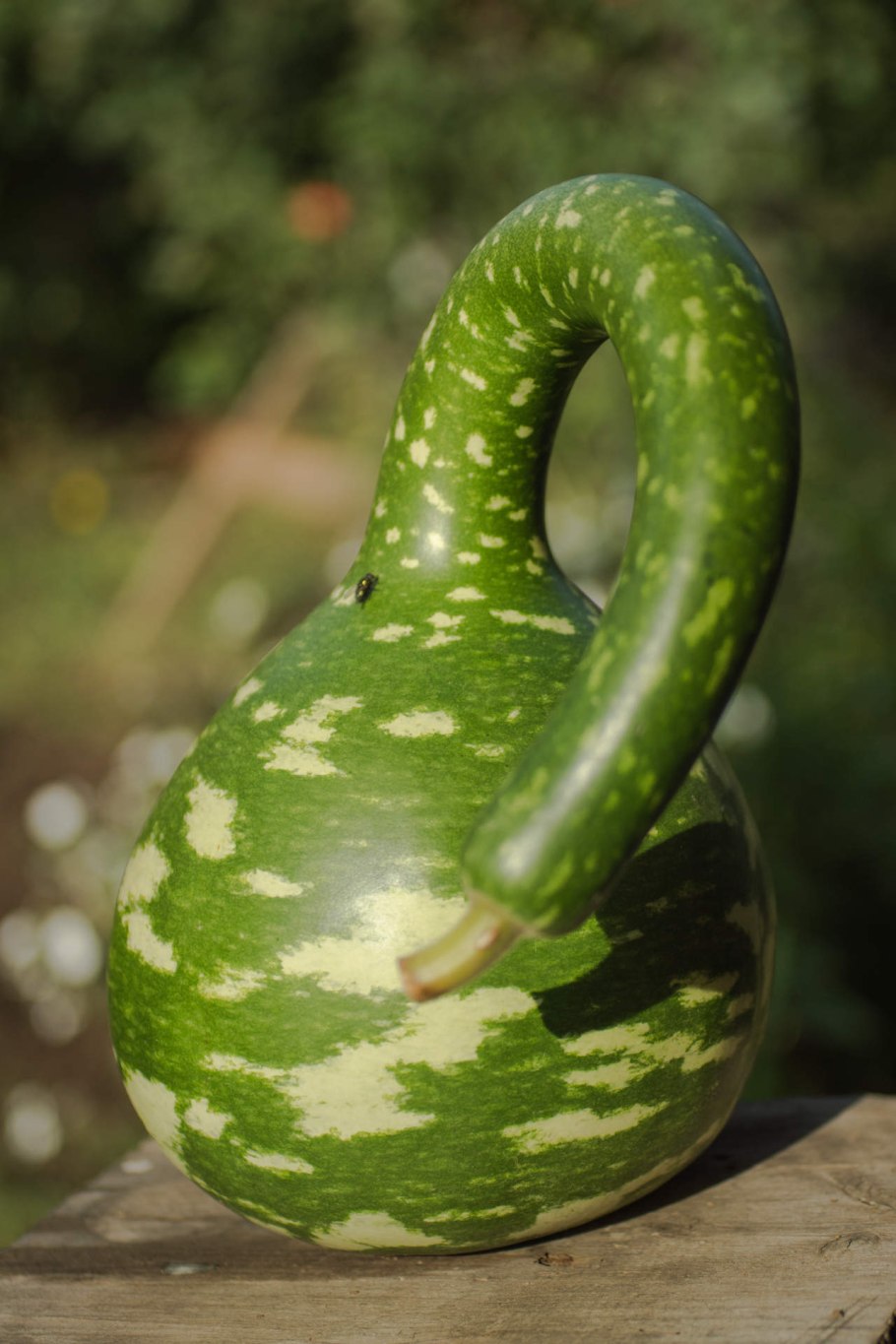 Лагенария кобра