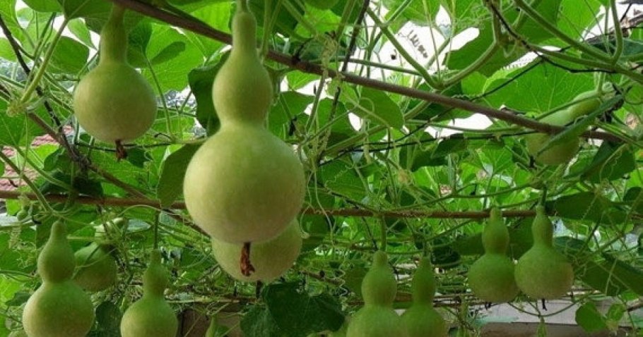 Тыква горлянка - лагенария