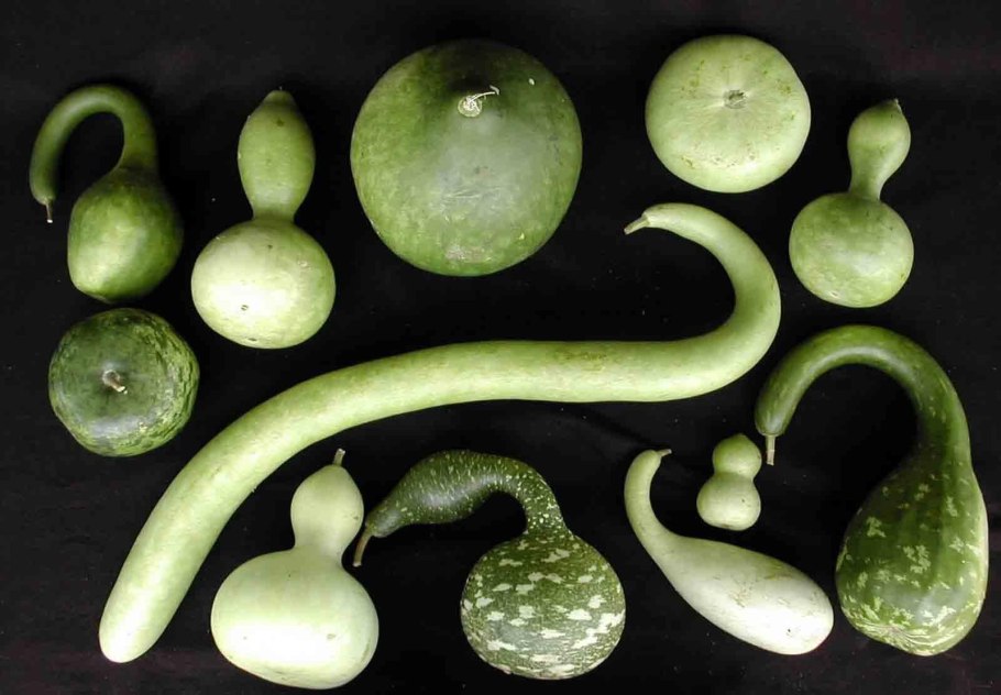 Лагенария бутылочная