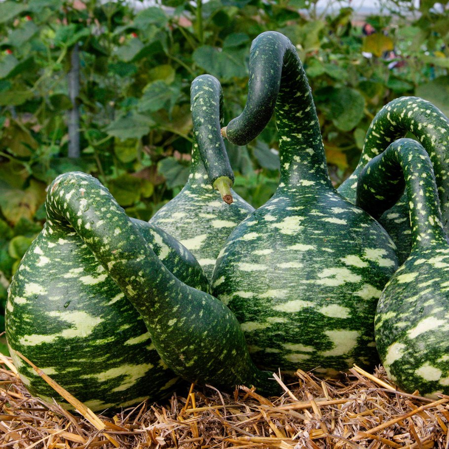 Лагенария сорт калебаса