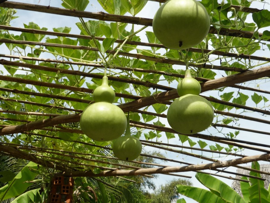 Декоративная тыква лагенария