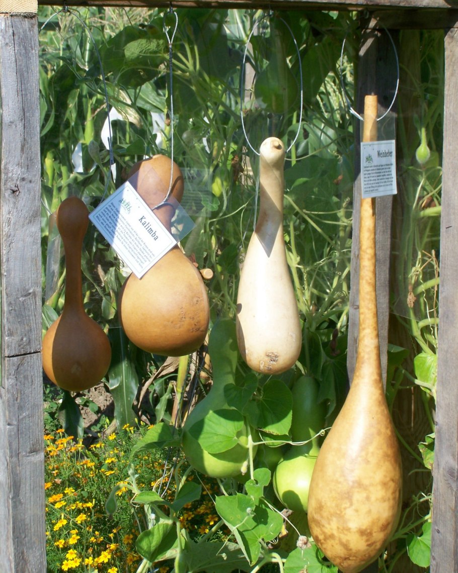 Лагенария обыкновенная