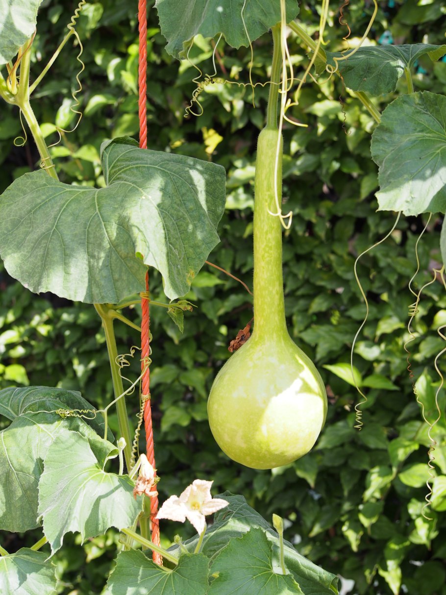 Тыква лагенария