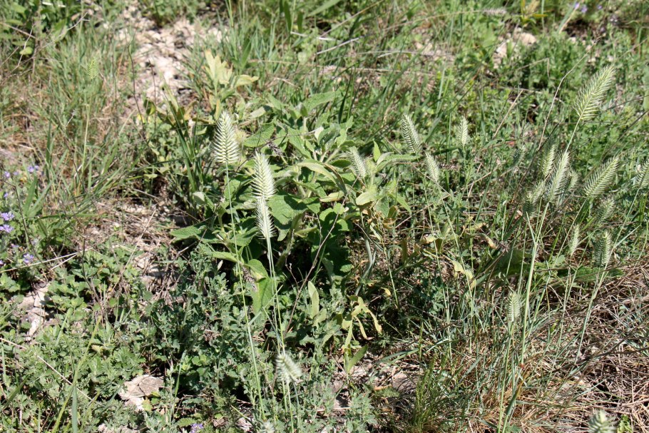 Пшеничное поле с васильками