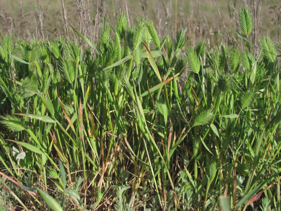 Мортук таблица