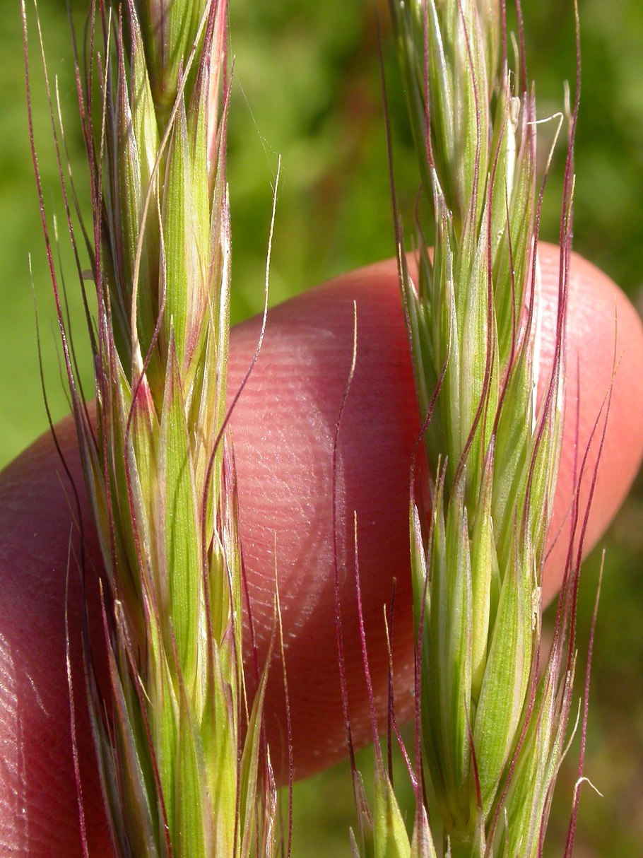 Eremopyrum orientales ўзбекча номи