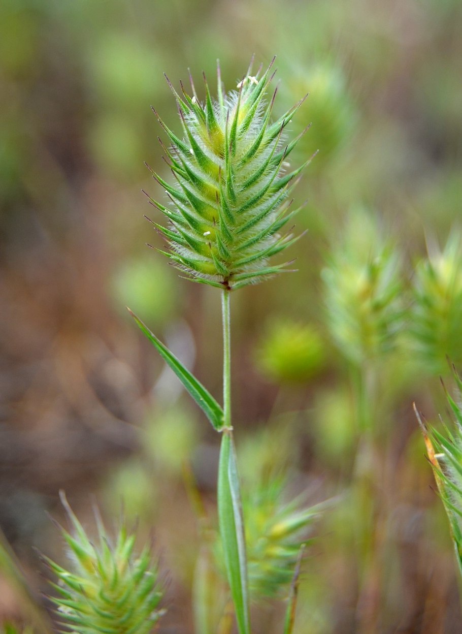 Eremopyrum triticeum