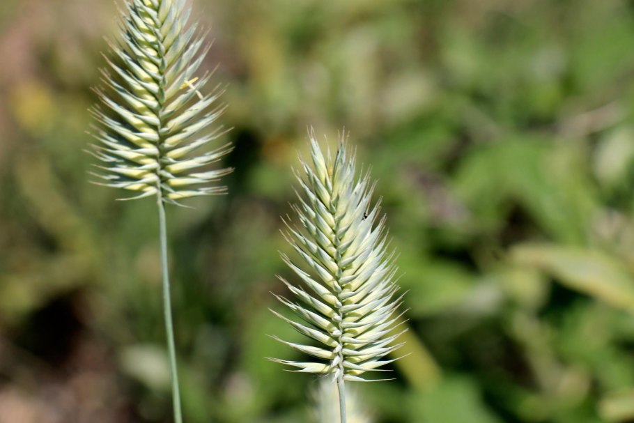 Мортук Восточный Eremopyrum orientale