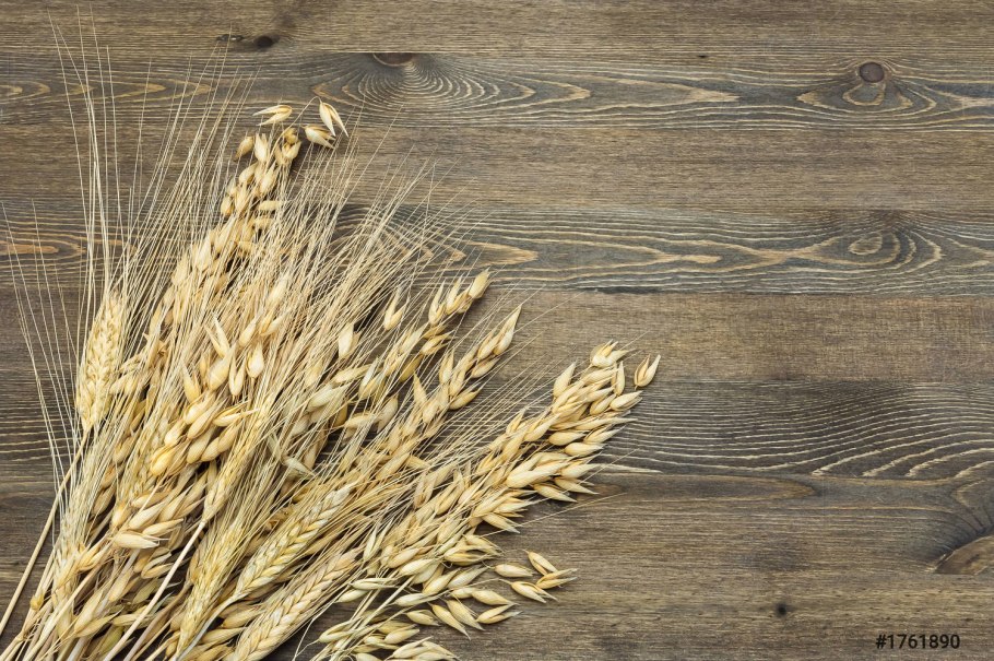 Пшеница сорт старшина