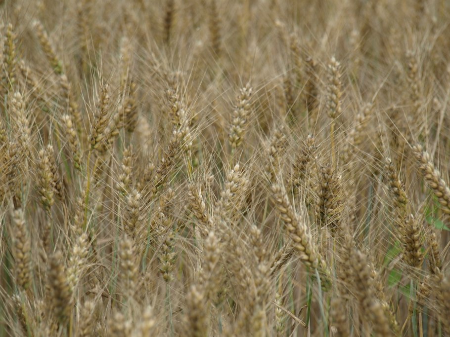 Пшеничное поле