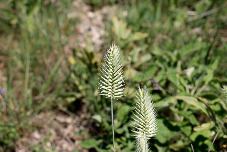 Мортук растение