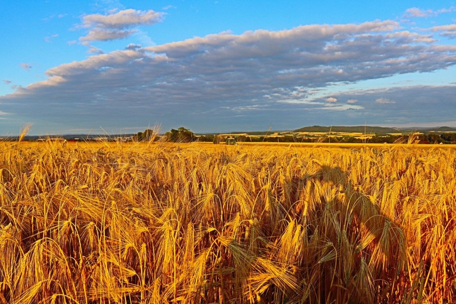 Поле пшеница