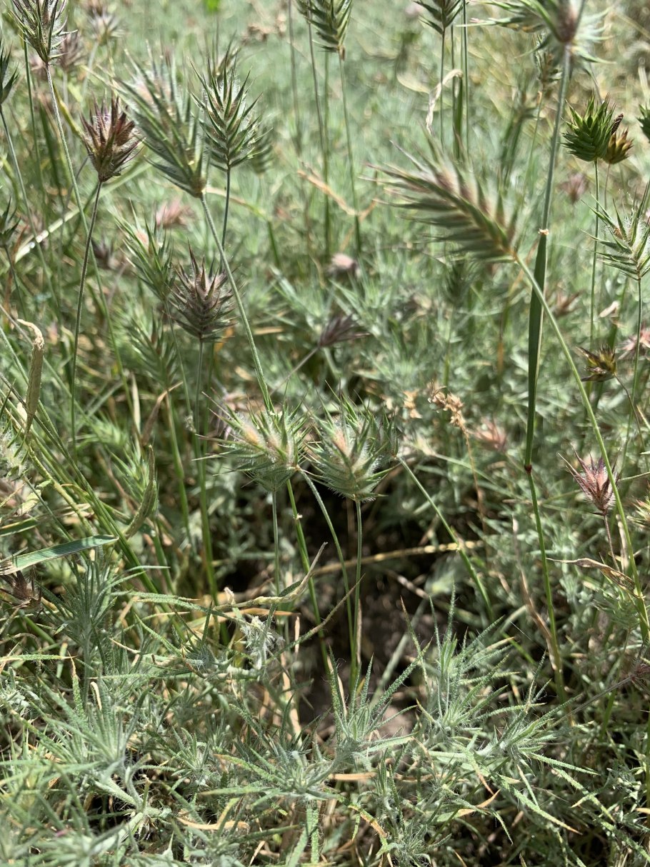 Мортук Восточный