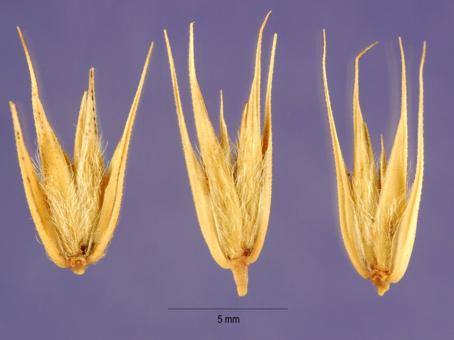 Обои на телефон поле пшеницы