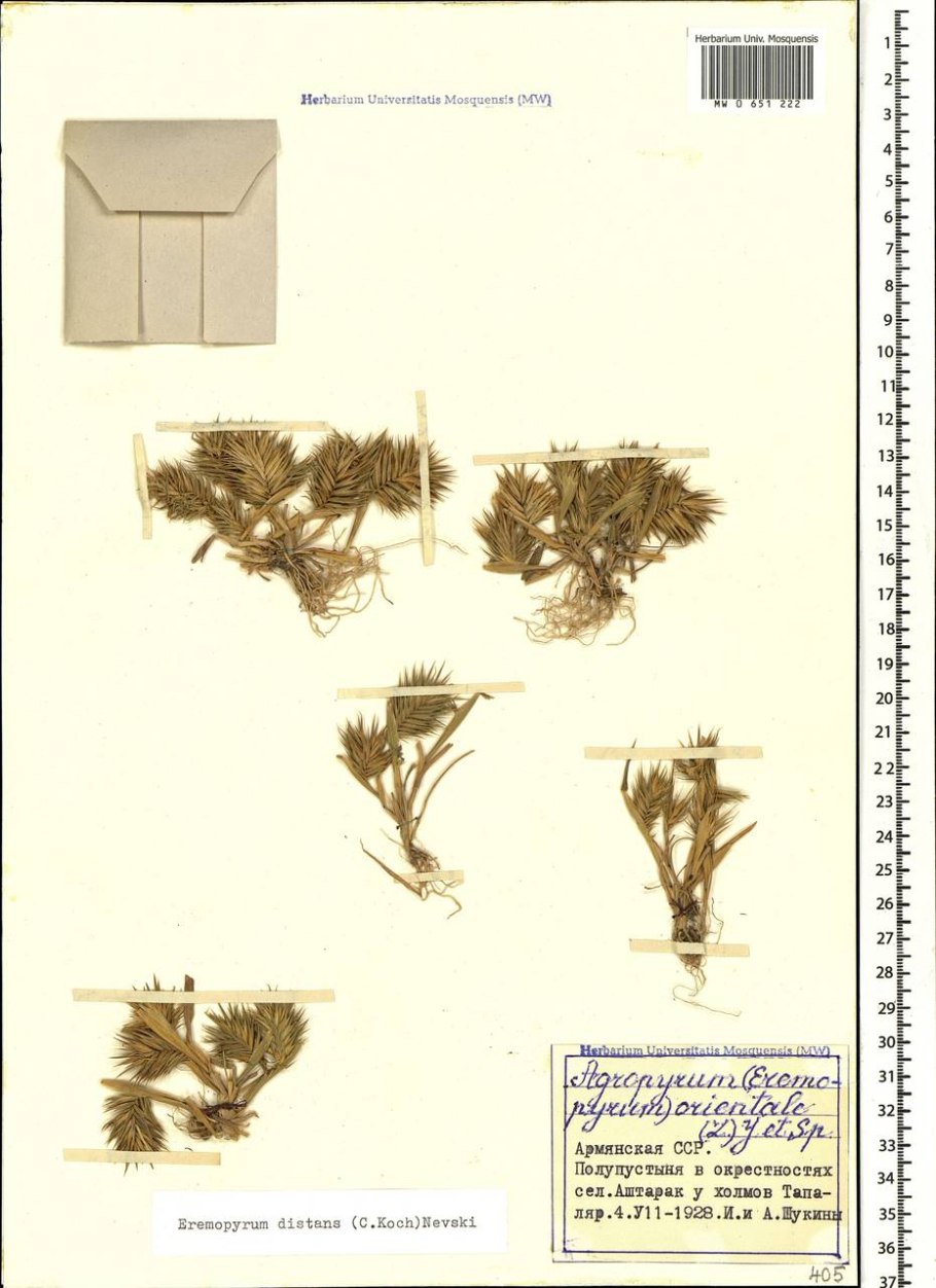 Поле пшеницы в снегу вид сверху для дизайнера