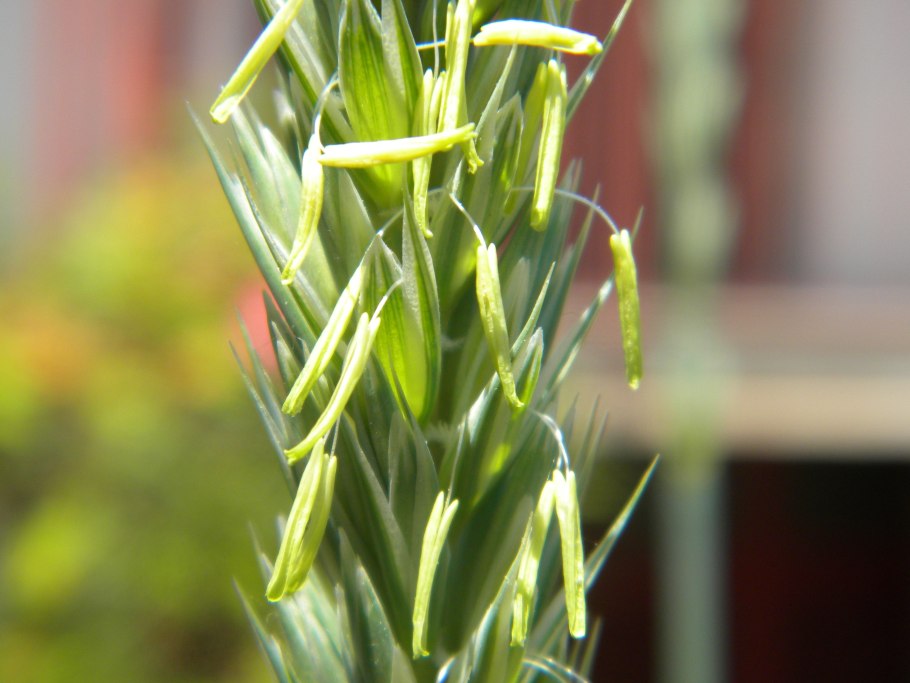 Путин в поле пшеницы