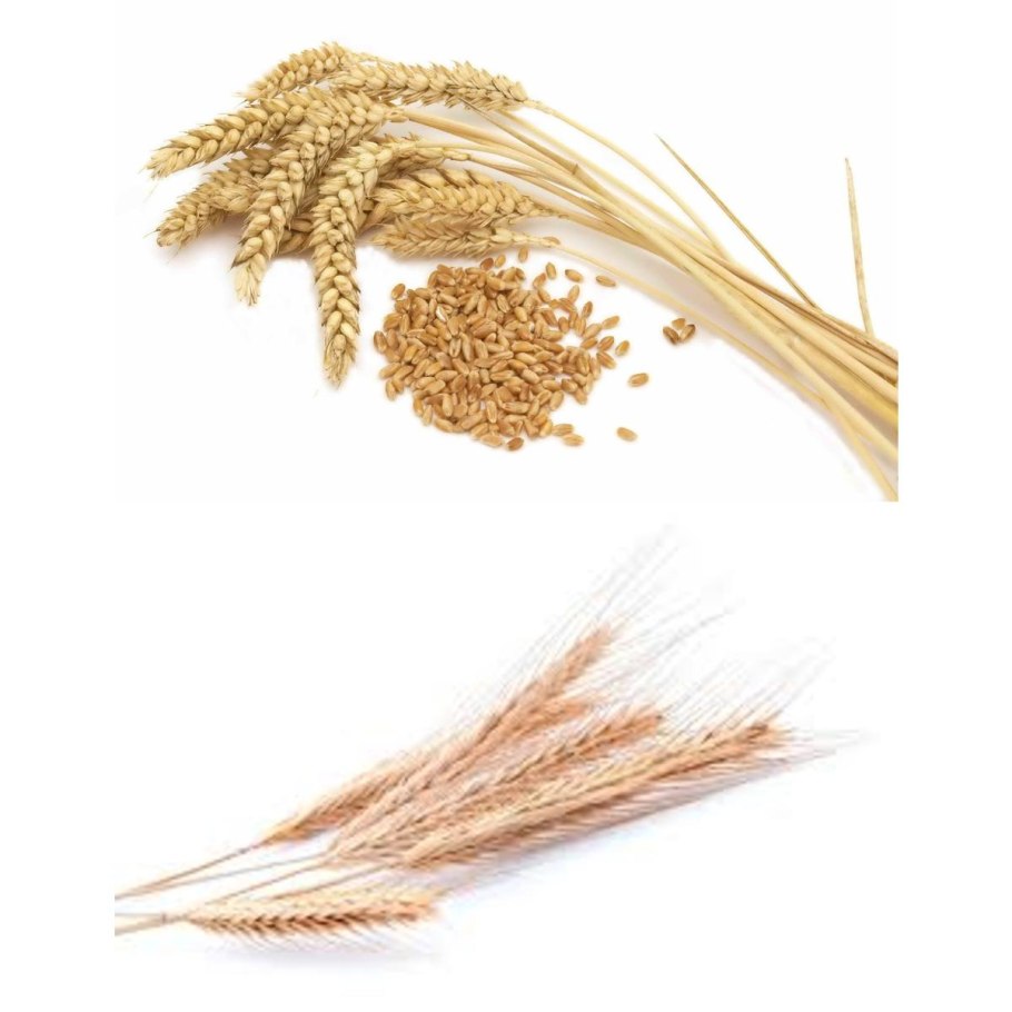 Пшеница колос