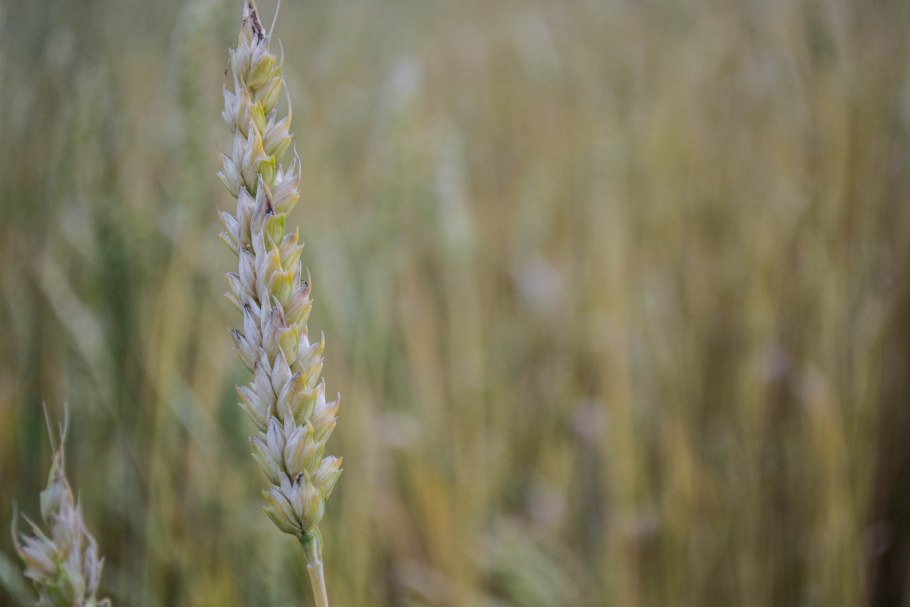 Взрослое растение пшеницы