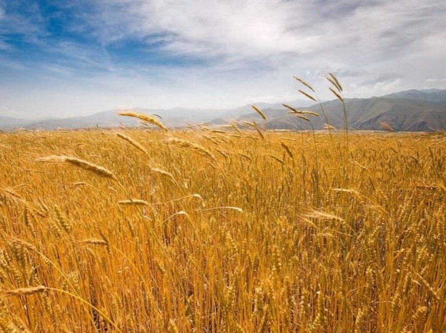 Крым хлебное поле