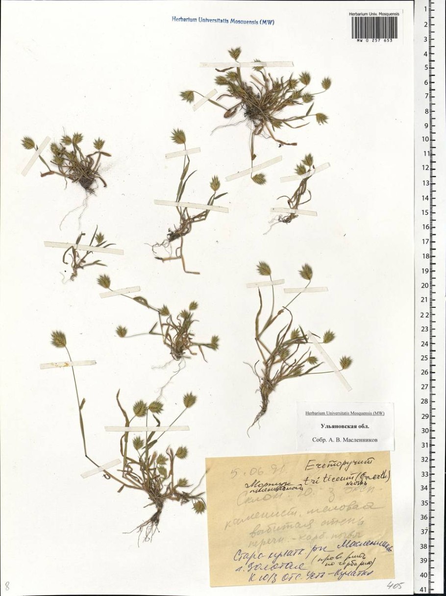 Мортук Восточный Eremopyrum orientale