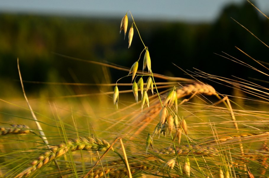 Side Light, Wheat field, Light and Shadow