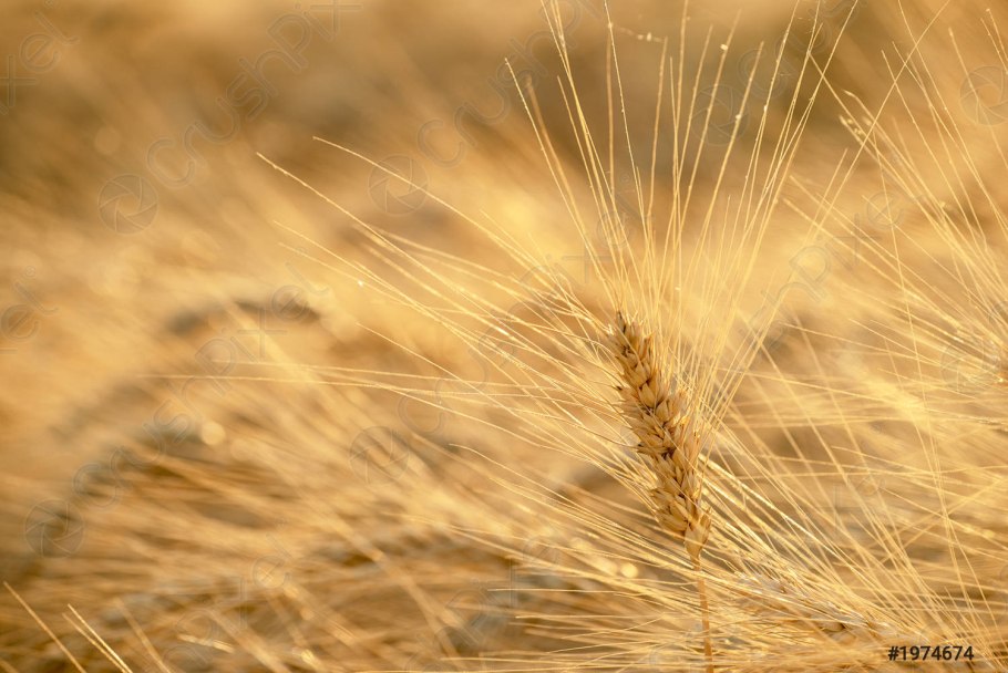 Колоски пшеницы